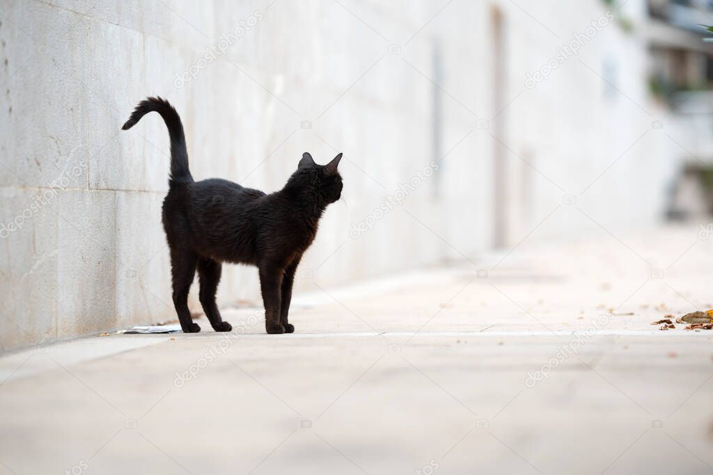 black stray cat waiting for tourists