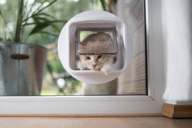 Pencereden kedi kanadı geçiyor.