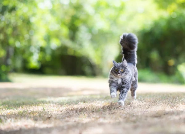 绒毛长毛猫在花园里跑来跑去 — 图库照片