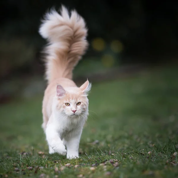 Maine coon cat with fluffy tail walking on green grass — Stock Photo, Image