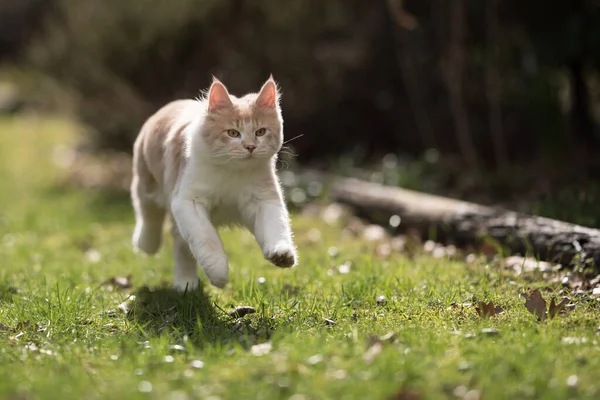 Maine mýval kočka běží na slunném dvorku — Stock fotografie