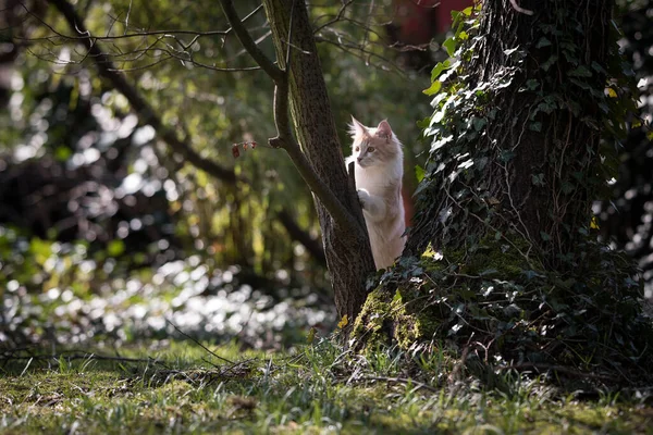 자연 속의 나무 뒤에 숨어 있는 고양이 — 스톡 사진