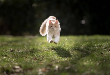 Maine Rakun Kedi gün ışığında kameraya doğru koşuyor.