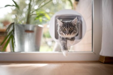 Pencereden kedi kanadı geçiyor.