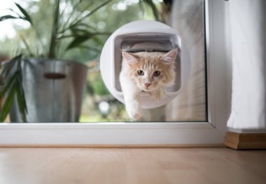 Pencereden kedi kanadı geçiyor.