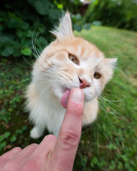 Bonito gato lambendo o dedo ao ar livre no verde — Fotografia de Stock