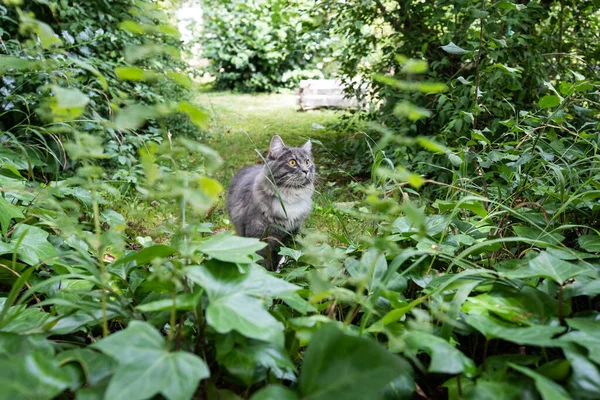 Кошка в саду смотрит на пышную листву — стоковое фото