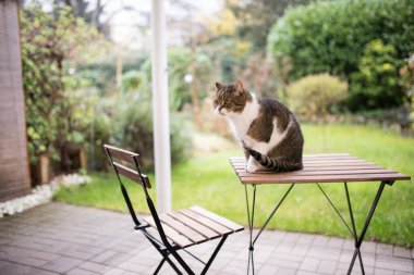 Tekir beyaz kedi teras bahçesindeki masada oturuyor.