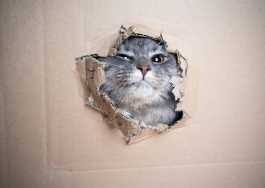 Komik kedi karton kutudaki delikten bakıyor.