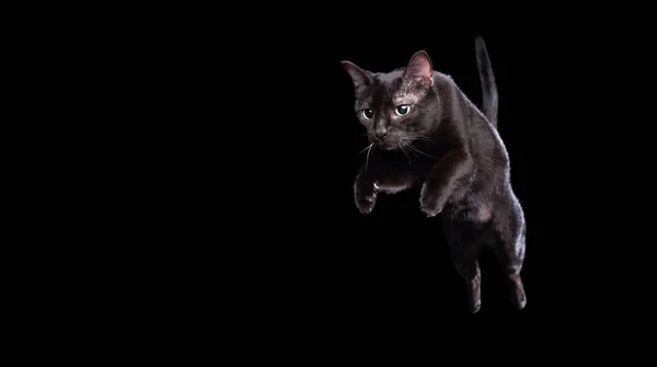 Schwarze Katze springt mitten in der Luft auf schwarzem Hintergrund — Stockfoto