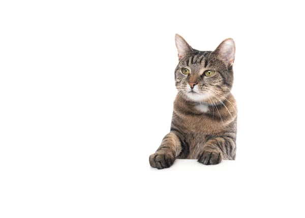Gato tabby apoyado en pancarta blanca con espacio de copia —  Fotos de Stock