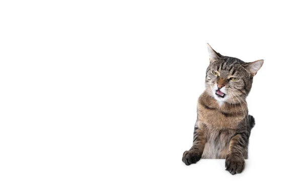 Tabby gato meowing inclinado em banner branco com espaço de cópia — Fotografia de Stock