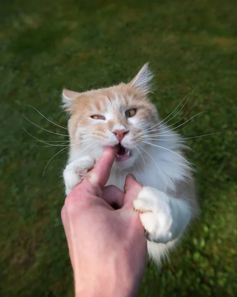 Mano alimentación gato mordiendo dedo al aire libre — Foto de Stock