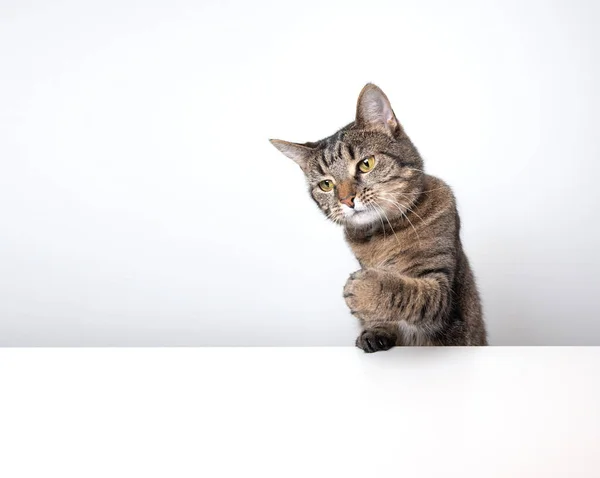 白地に足を上げるタビー猫 — ストック写真
