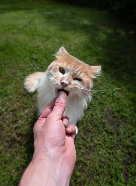 Hand feeding cat outdoors with snack — Stock Photo, Image