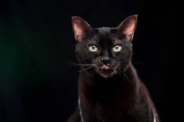 Hungry black cat licking lips on black background — Stock Photo, Image