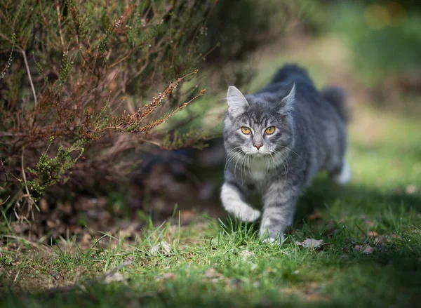 Maine Rakun Kedisi Güneşli arka bahçede yürüyor — Stok fotoğraf