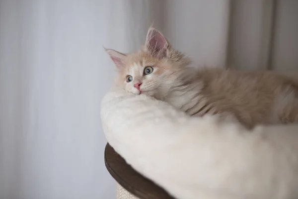 Bege maine casulo gatinho descansando em cama de estimação confortável — Fotografia de Stock