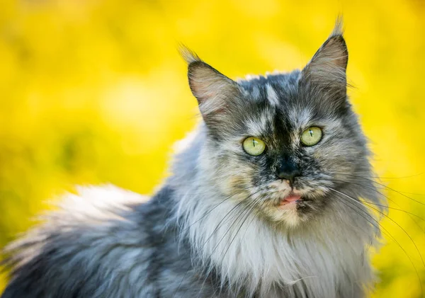 Tortoiseshell maine coon gato retrato sobre fondo amarillo — Foto de Stock