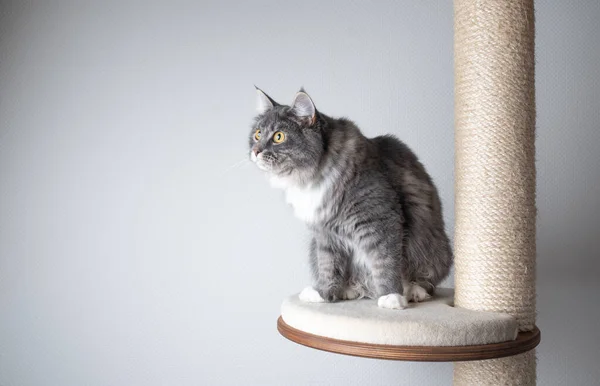 복사 공간으로 기둥을 긁고 있는 호기심많은 고양이 — 스톡 사진