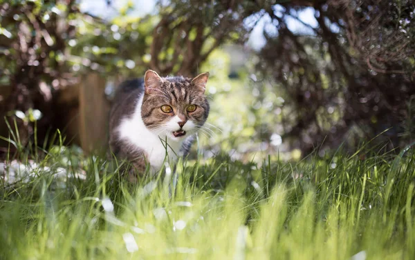 Gato caminando en alto hierba meowing —  Fotos de Stock