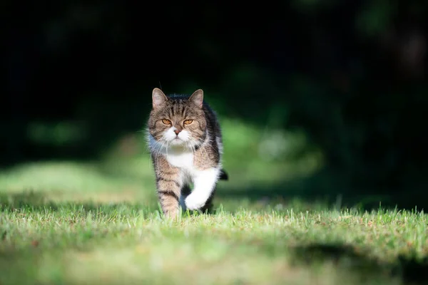 Tabby gato branco andando na grama à luz do sol — Fotografia de Stock