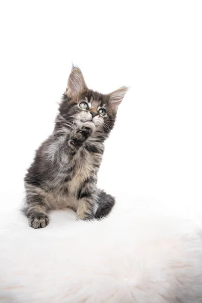 Lindo maine coon gatito levantamiento pata en blanco fondo — Foto de Stock