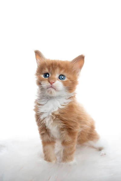 Bonito gengibre maine casulo gatinho retrato isolado no fundo branco — Fotografia de Stock