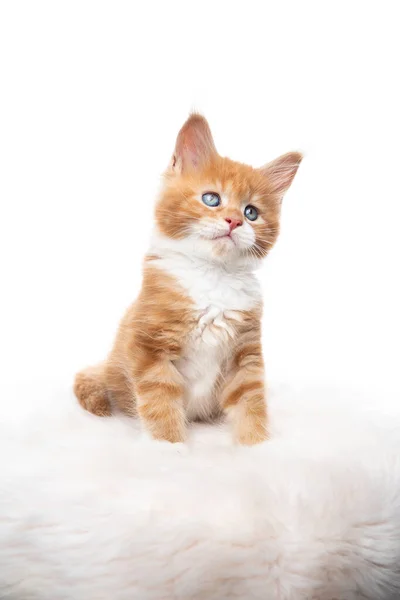 Bonito gengibre maine casulo gatinho no fundo branco — Fotografia de Stock