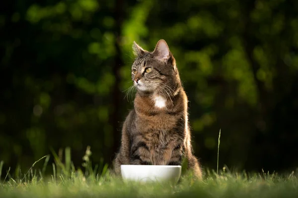 Gato sentado detrás alimentación plato en la naturaleza — Foto de Stock