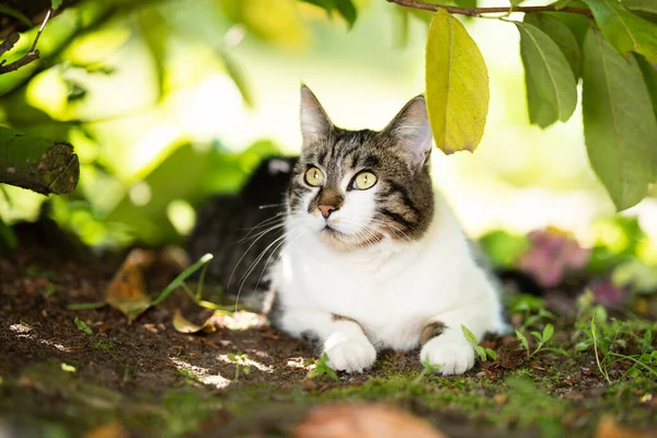 Gatto tabby bianco che riposa sotto un cespuglio — Foto Stock