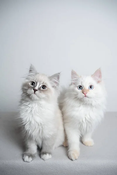 Дві сибірські кошенята пліч-о-пліч на білому тлі — стокове фото