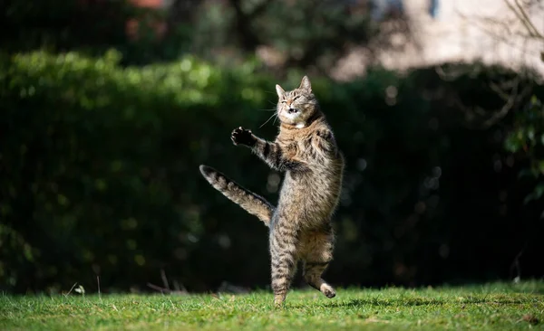 Tabby-Katze beim Springen im Freien — Stockfoto