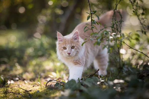 Junge Maine Coon Katze spazieren in der Natur — Stockfoto