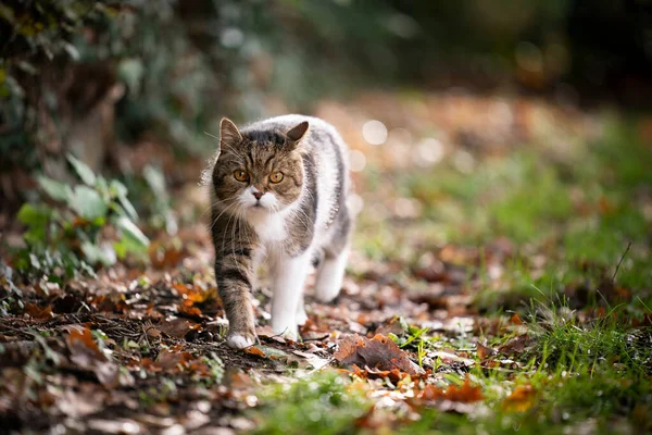 Tabby gato branco andando em folhas de outono — Fotografia de Stock