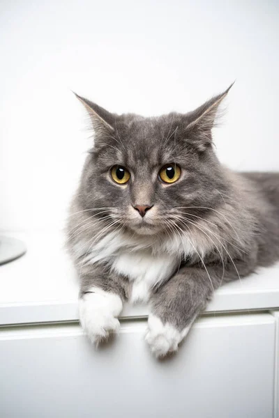 Carino maine coon gatto appoggiato su cassetto bianco — Foto Stock