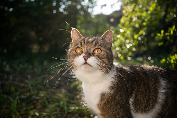 Tabby vit katt porträtt i solig natur — Stockfoto