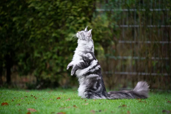 Любопытный мейн-еновый кот стоит на задних лапах — стоковое фото