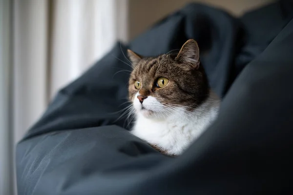 Кошка отдыхает на удобной бобовой сумке — стоковое фото