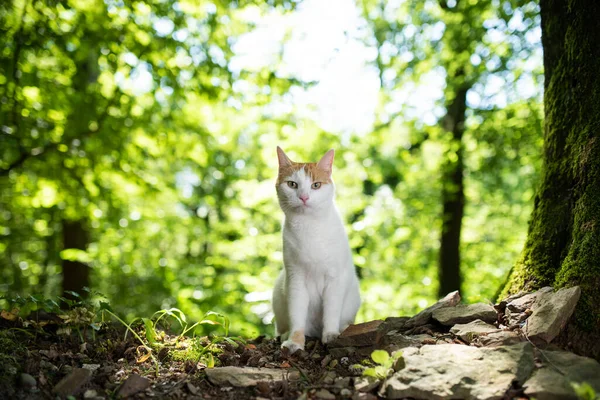 Gatto bianco zenzero seduto nella foresta verde — Foto Stock