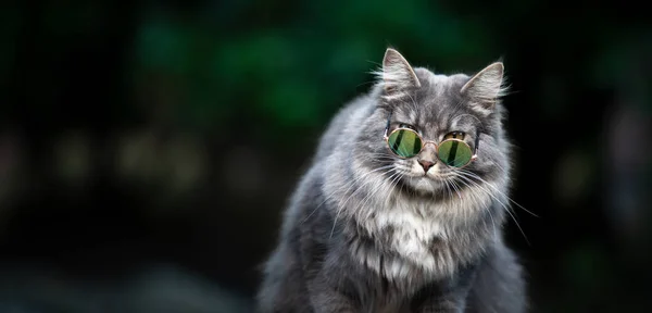 Coole Katze mit Sonnenbrille im Freien mit Kopierraum — Stockfoto