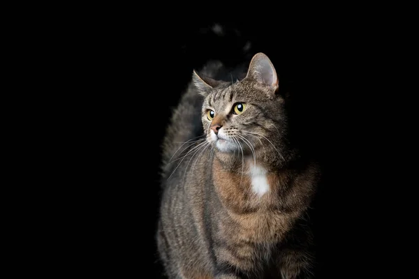 Tabby katt porträtt på svart bakgrund med kopia utrymme — Stockfoto