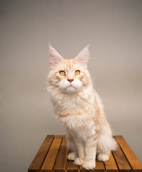 크림 타비사 베이지 마 인궁 고양이 사진 — 스톡 사진