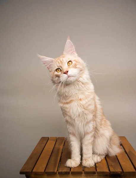 Creme gestromt beige maine coon cat portrait — Stockfoto
