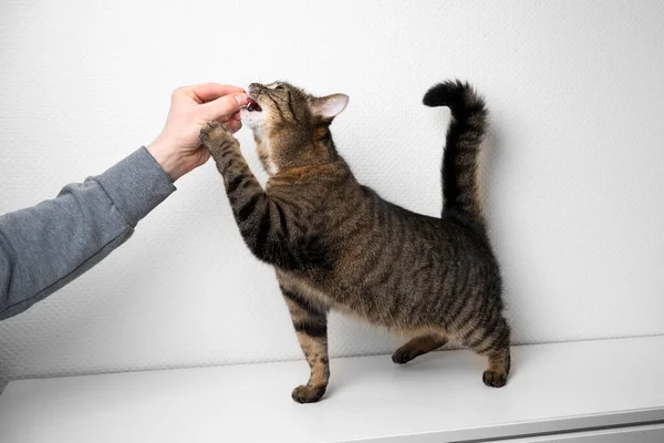 hand feeding greedy cat with treats