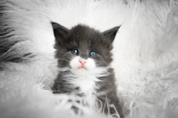 灰白色的蓝眼睛海燕猫科动物肖像 — 图库照片
