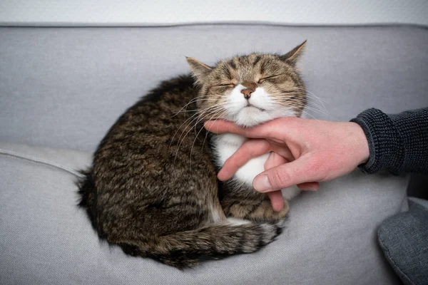 Mão acariciando gato sob queixo — Fotografia de Stock