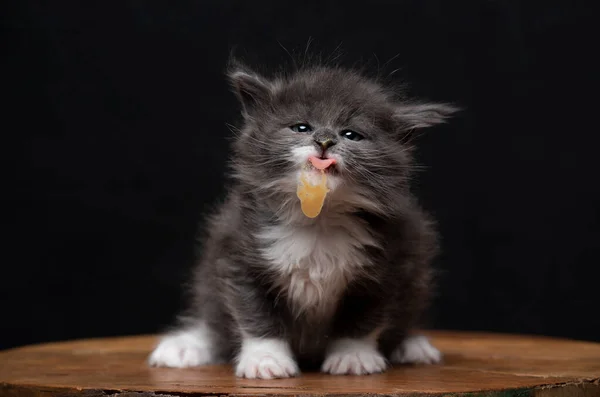 Bonito maine coon gatinho lambendo cremoso lanche fora janela de vidro — Fotografia de Stock