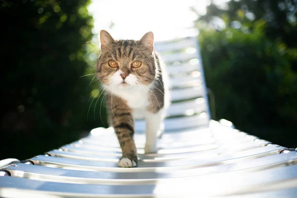 Katze läuft auf Sonnenliege im Sonnenlicht — Stockfoto