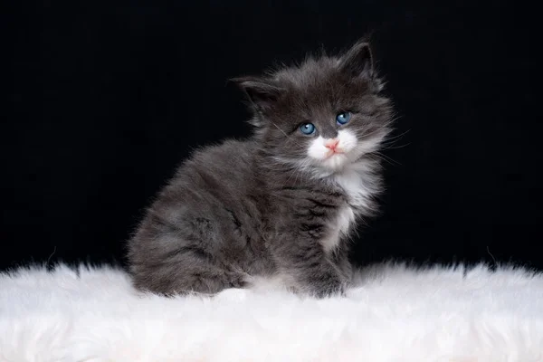 Niedliches Maine Coon Kätzchen mit blauen Augen auf schwarzem Hintergrund — Stockfoto